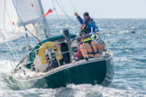 oystercatcher 3245c whyw16 thur 800 4242w
